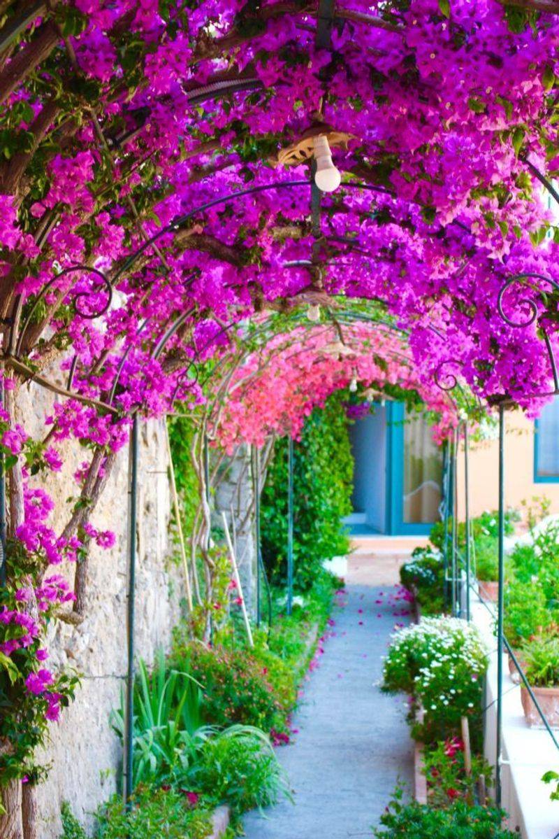 Bougainvillea