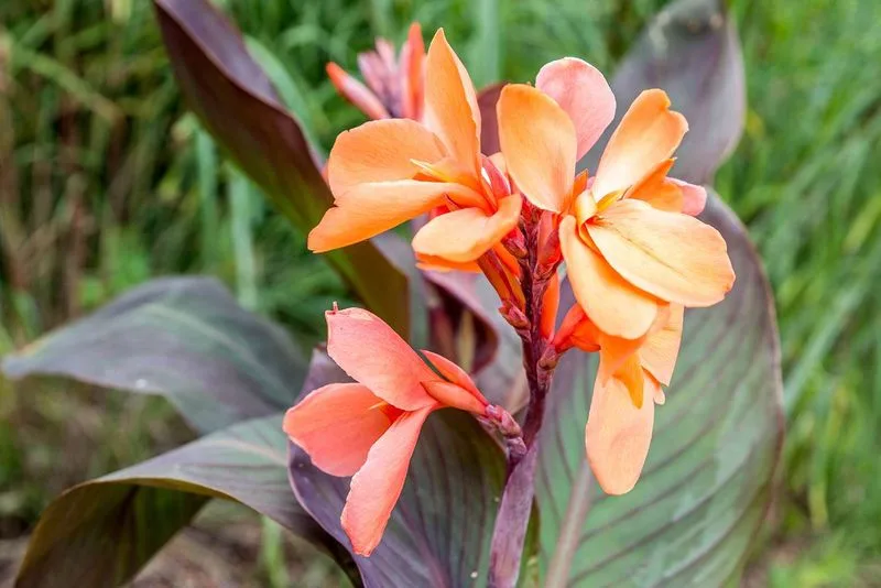 Canna Lilies