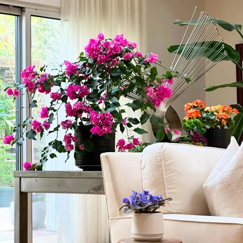 Bougainvillea