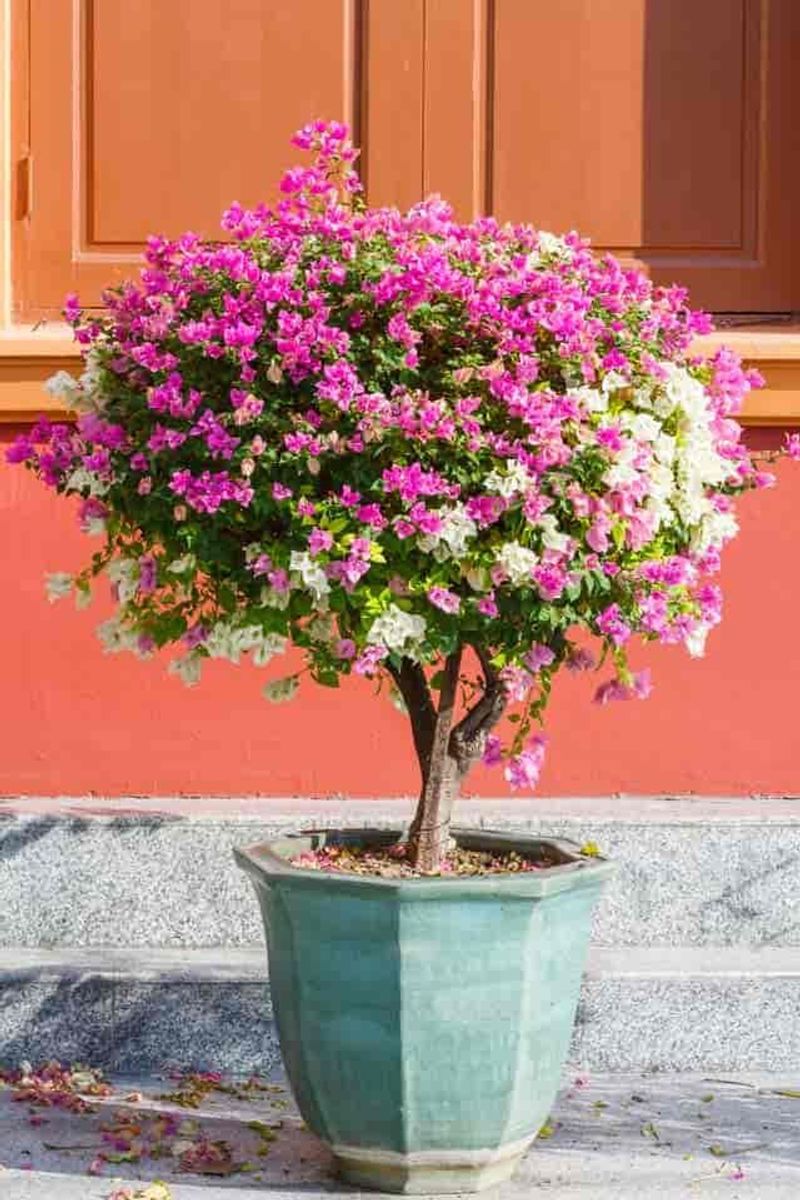 Bougainvillea