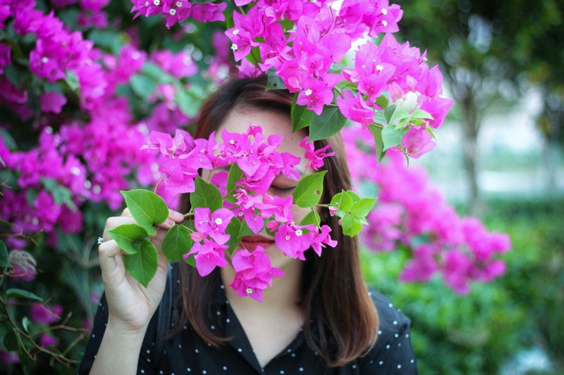 Bougainvillea