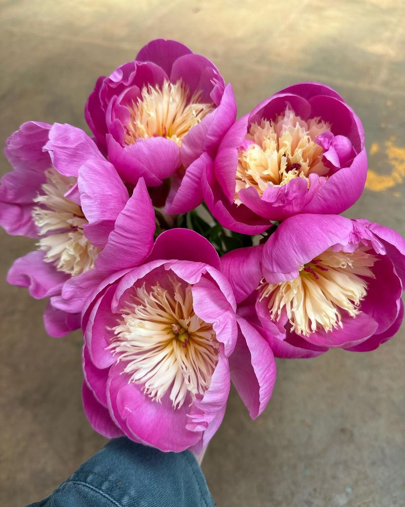 Bowl of Beauty Peony