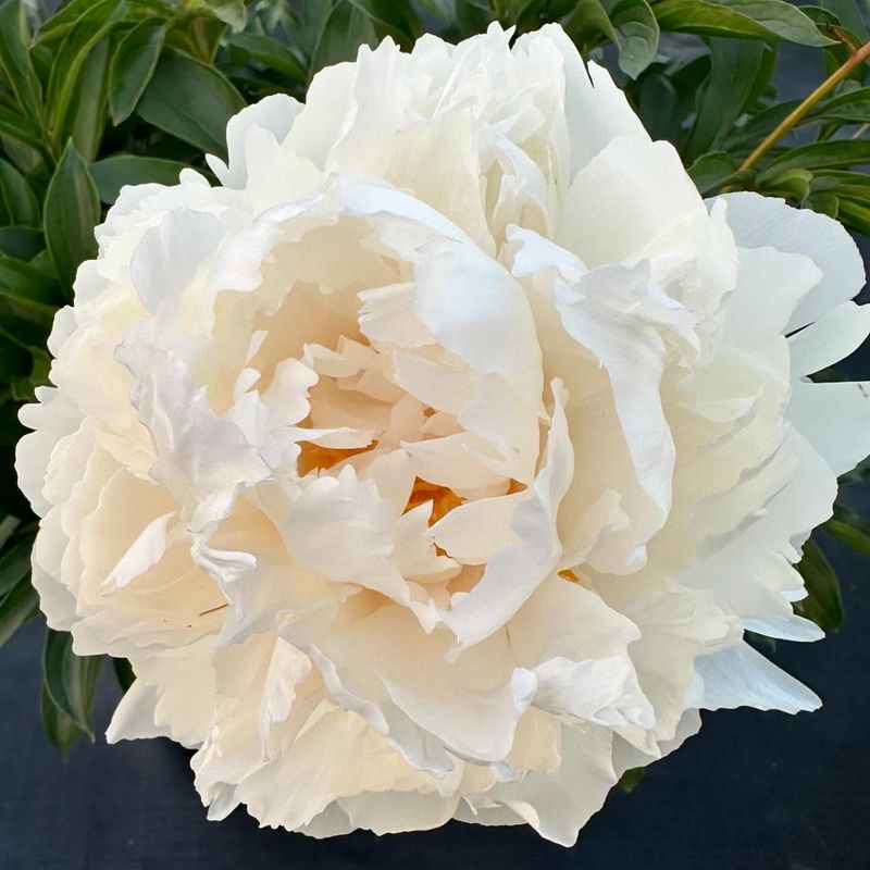 Bowl of Cream Peony