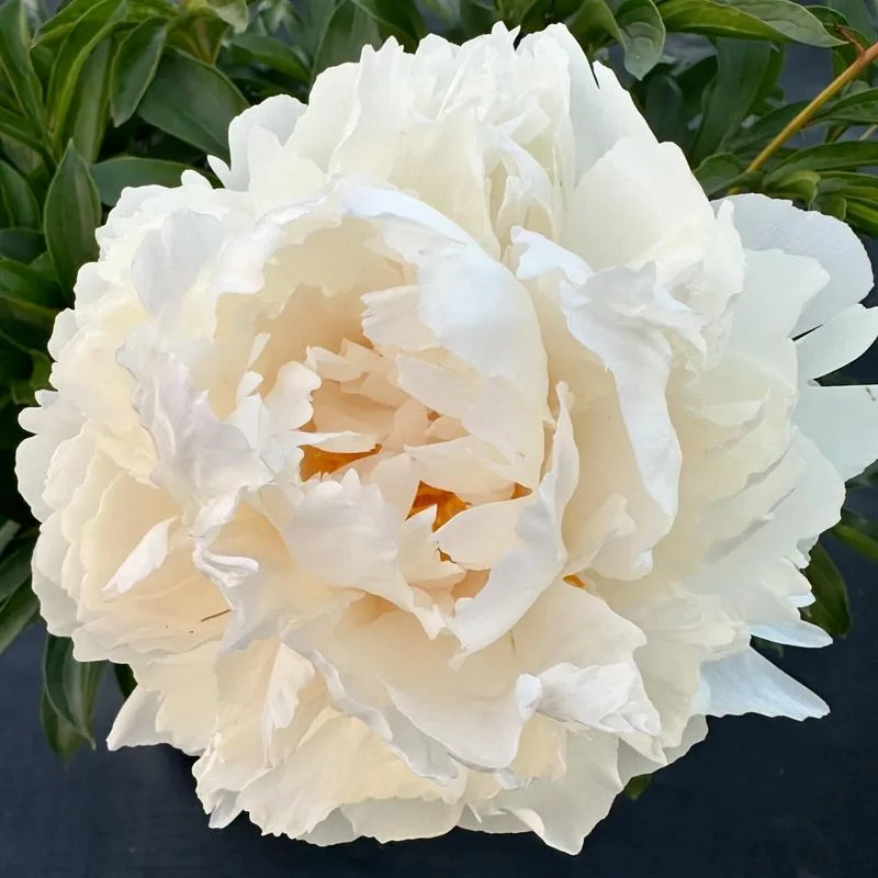 Bowl of Cream Peony