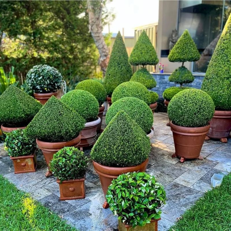 Boxwood