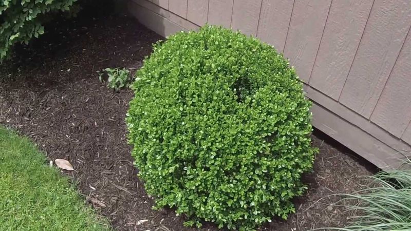 Boxwood