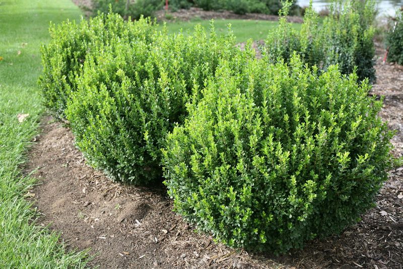 Boxwood (Repel)