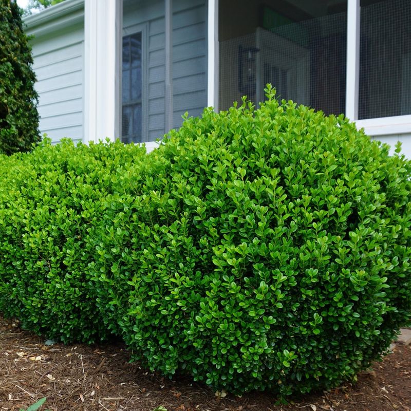 Boxwood Shrub