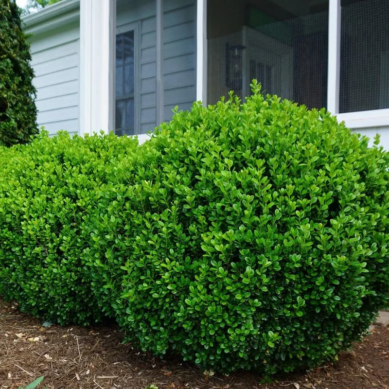 Boxwood Shrub