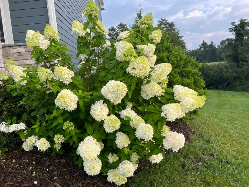 Hydrangeas