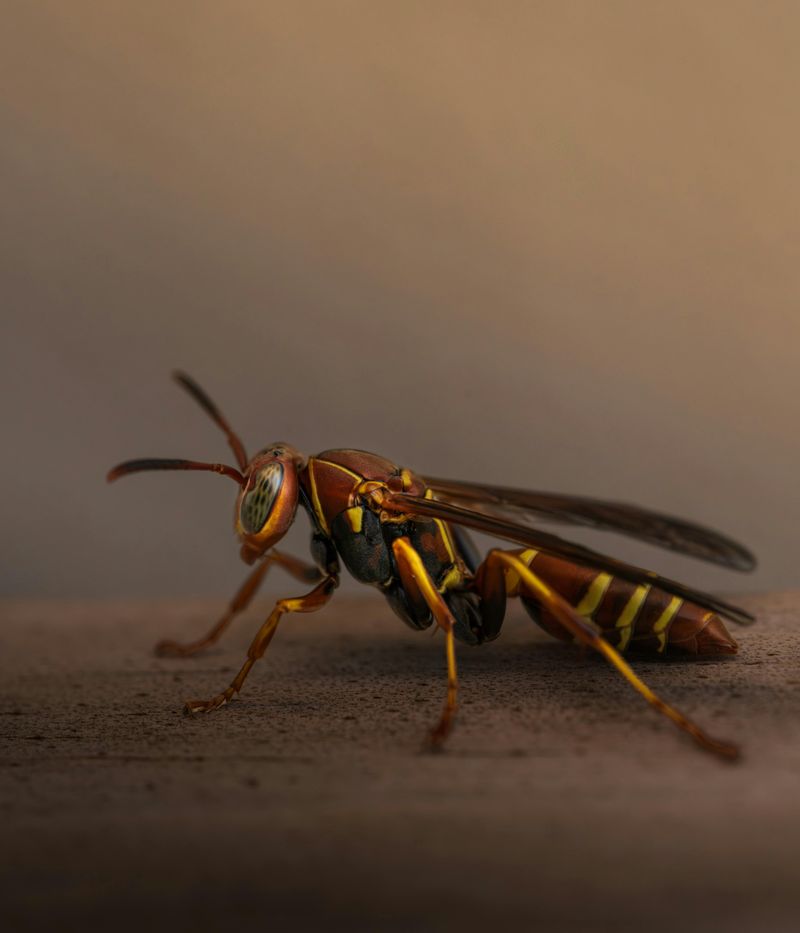 Braconid Wasp