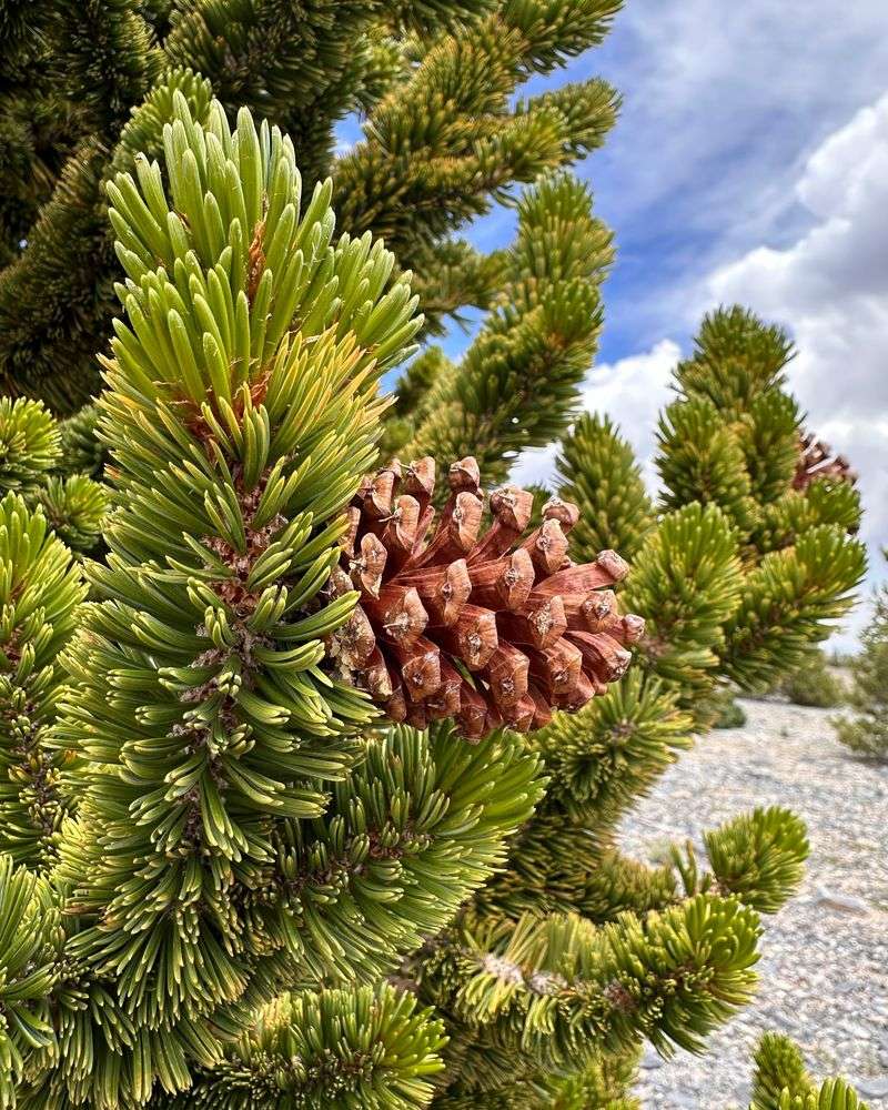 Bristlecone Pine