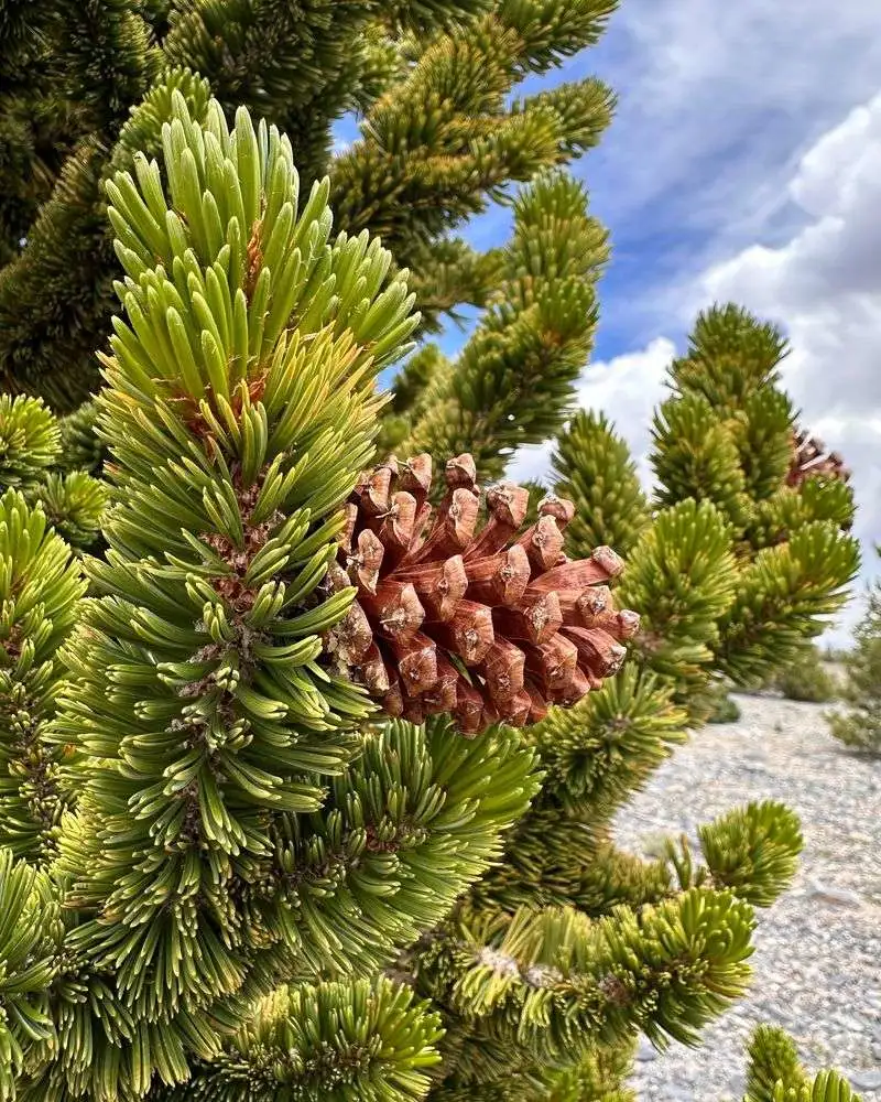 Bristlecone Pine