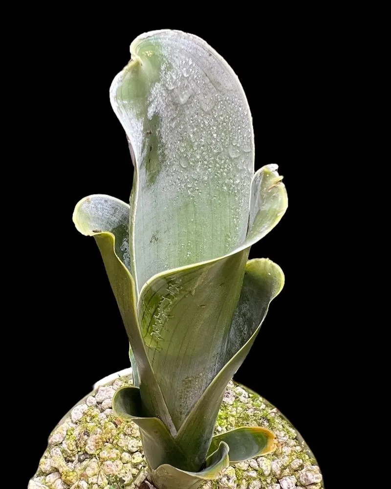 Brocchinia