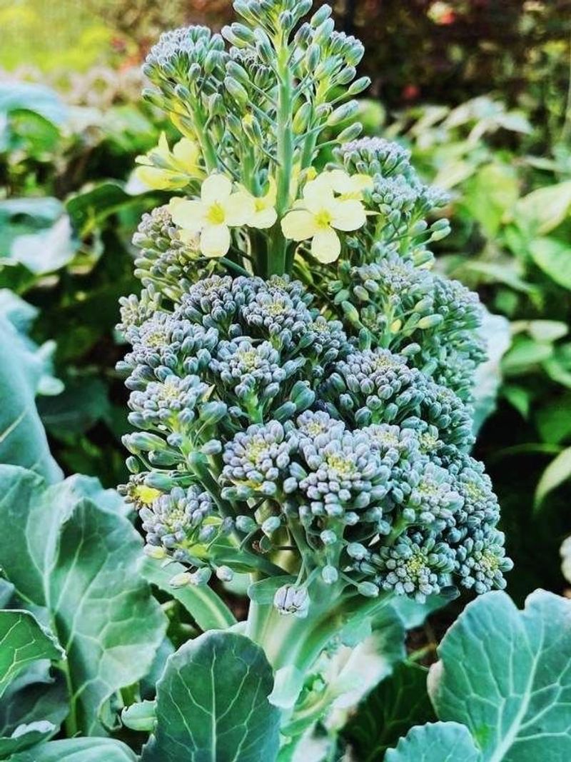 Broccoli