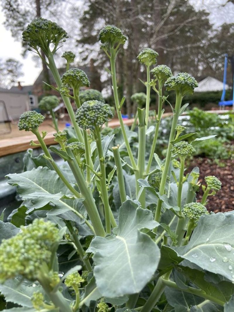 Broccoli