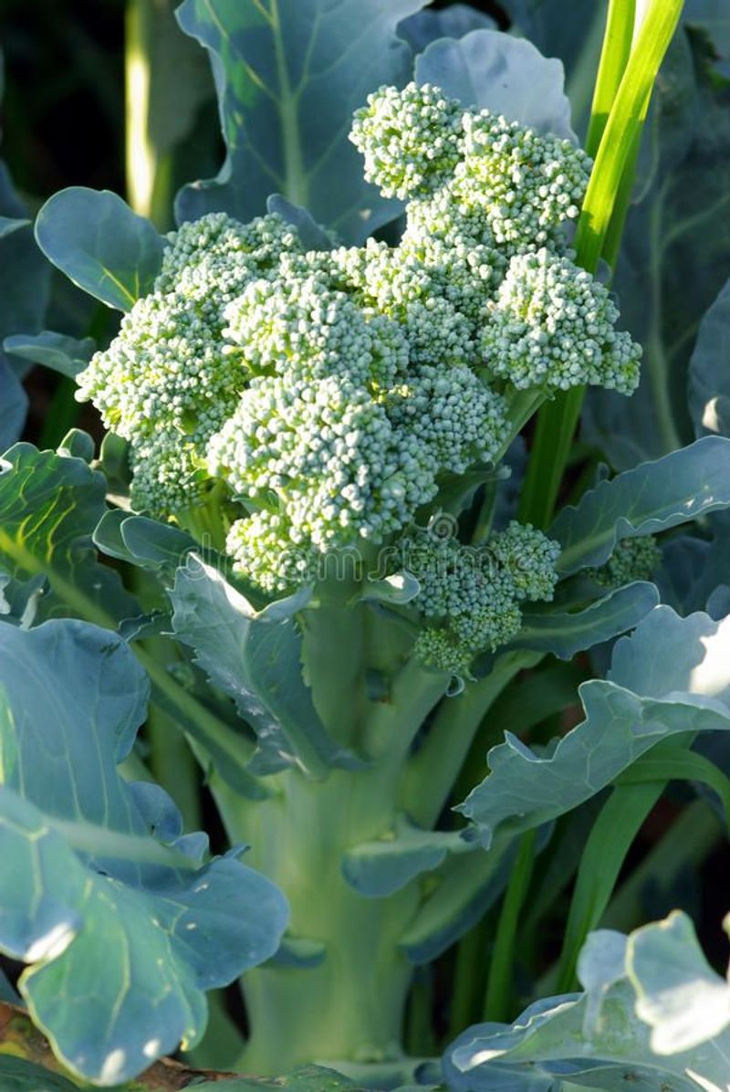 Broccoli
