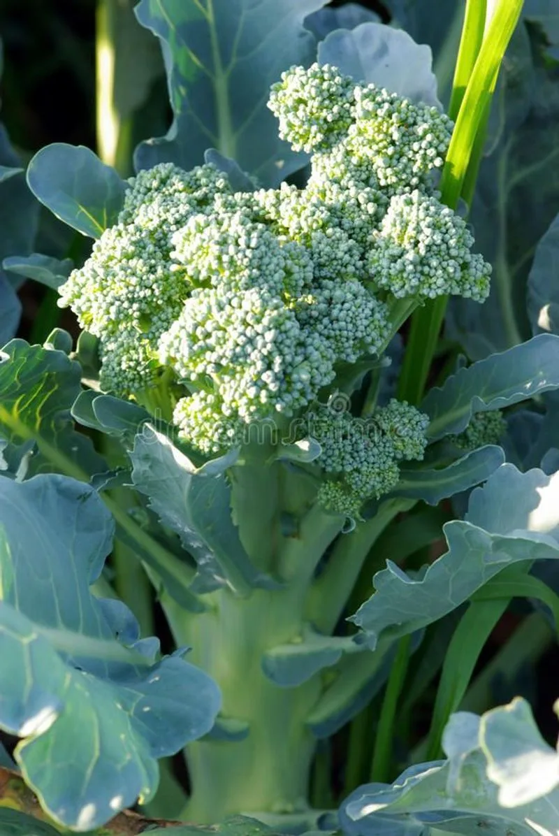 Broccoli