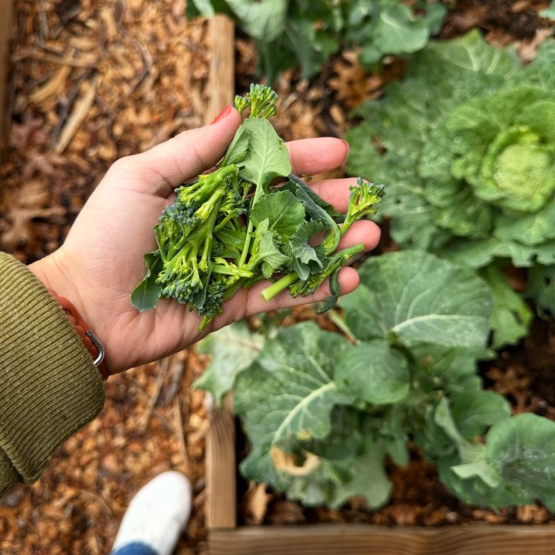 Broccoli