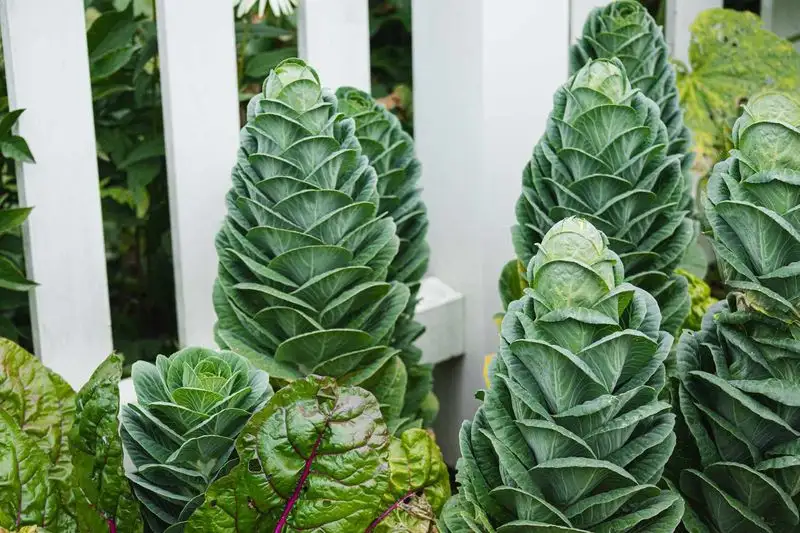 Collard Greens