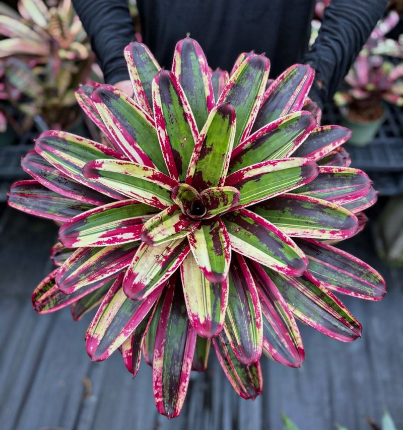 Bromeliad