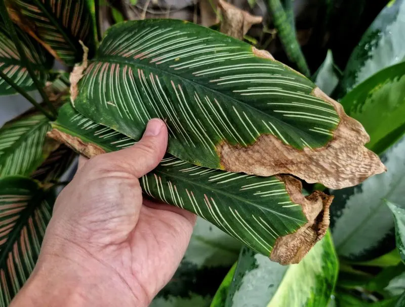 Brown Leaf Tips