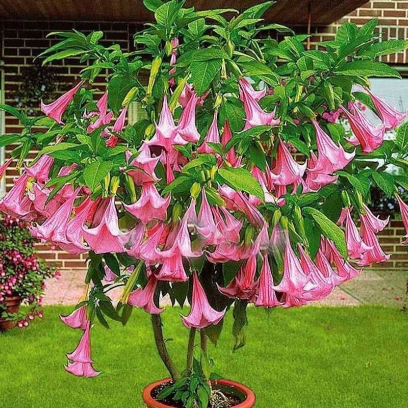 Brugmansia