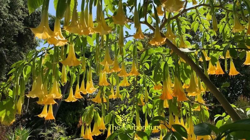 Brugmansia