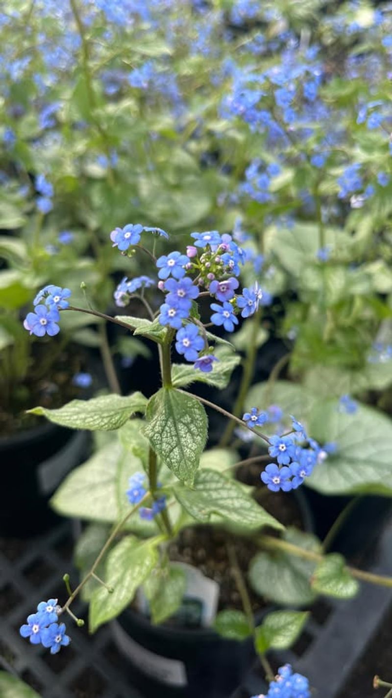Brunnera