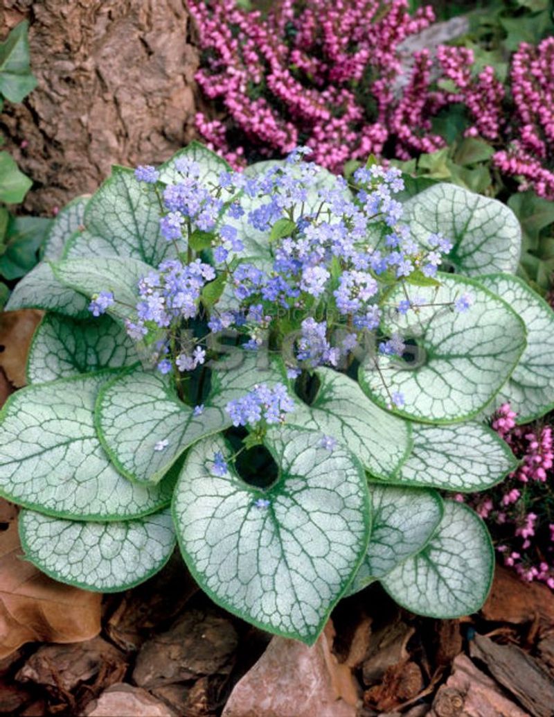 Brunnera