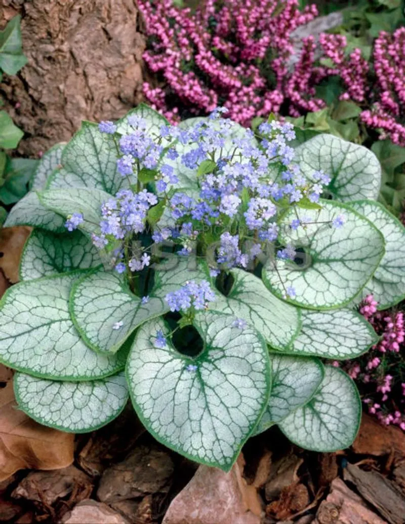 Brunnera