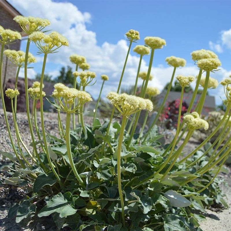 Buckwheat