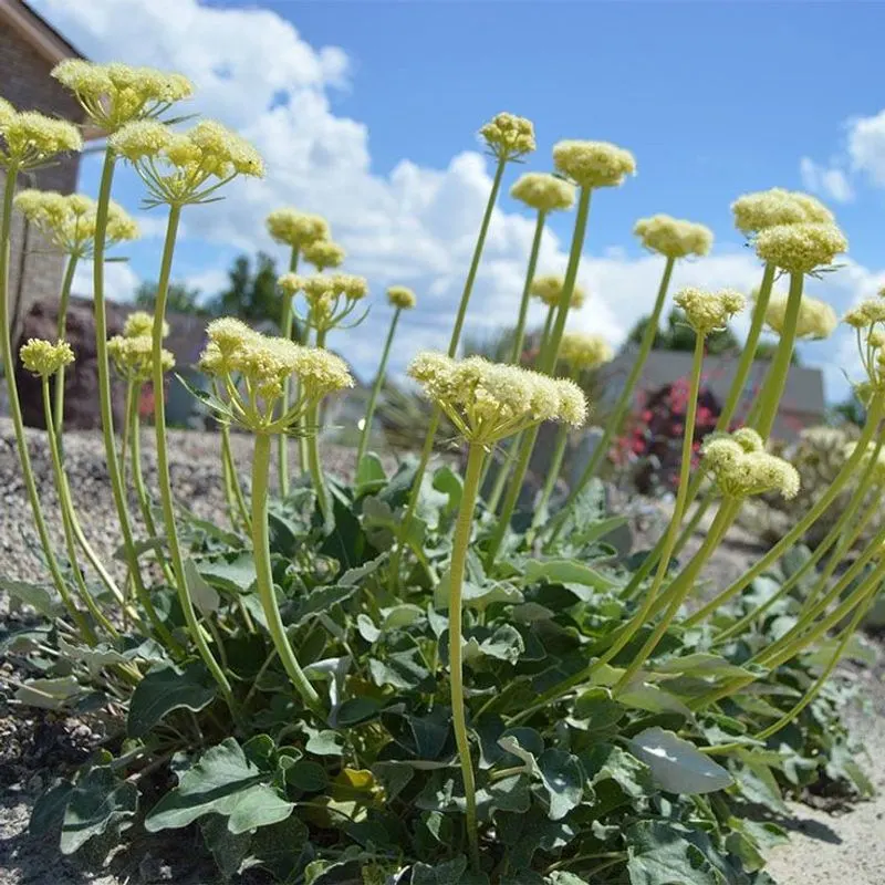 Buckwheat