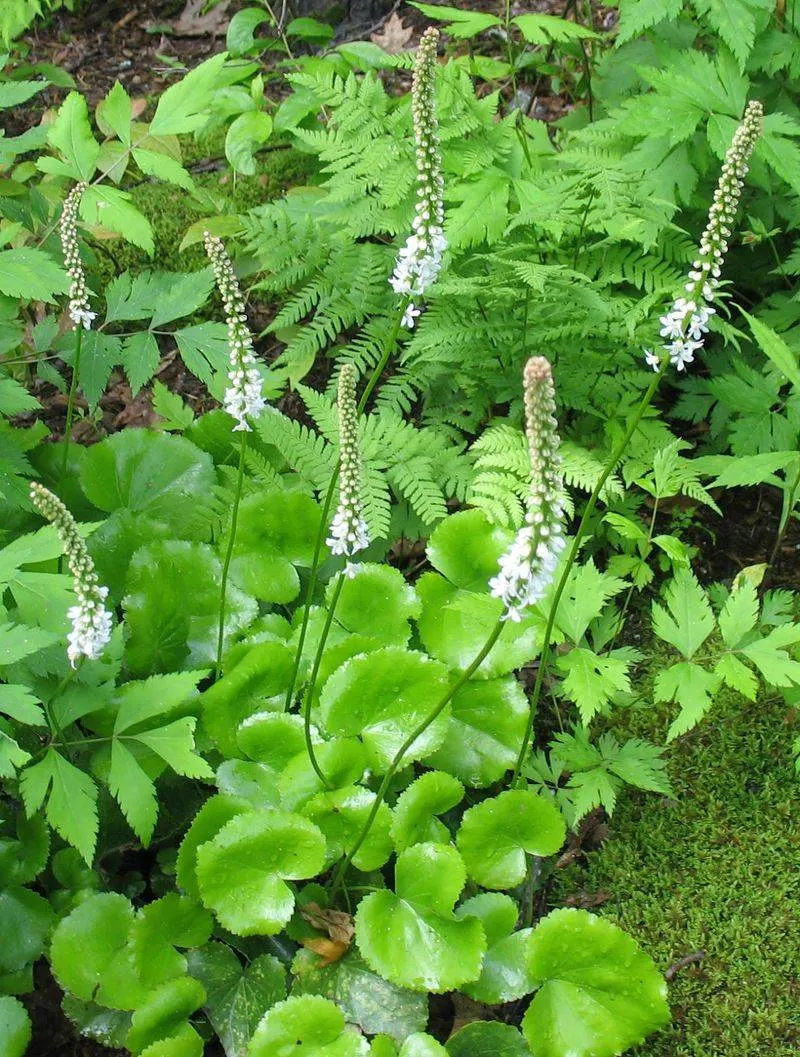 Bugle Lily (Galax urceolata)