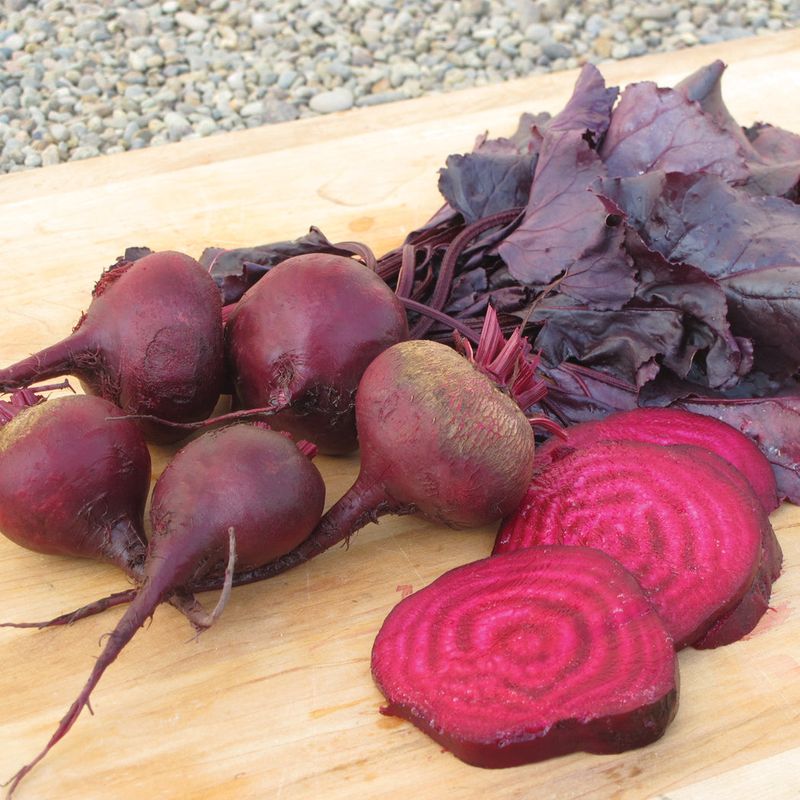 Bull's Blood Beet