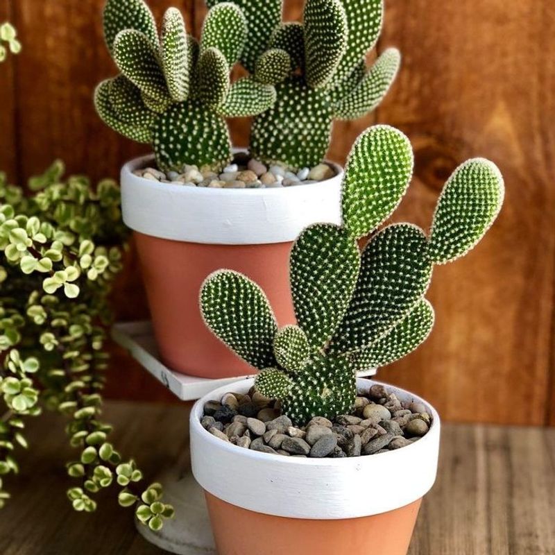 Bunny Ear Cactus