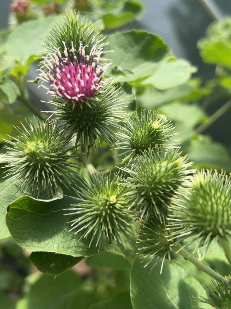 Burdock