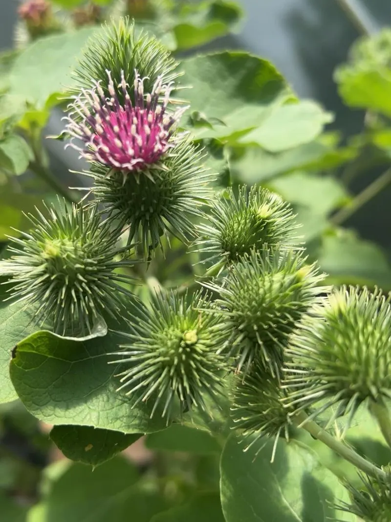 Burdock