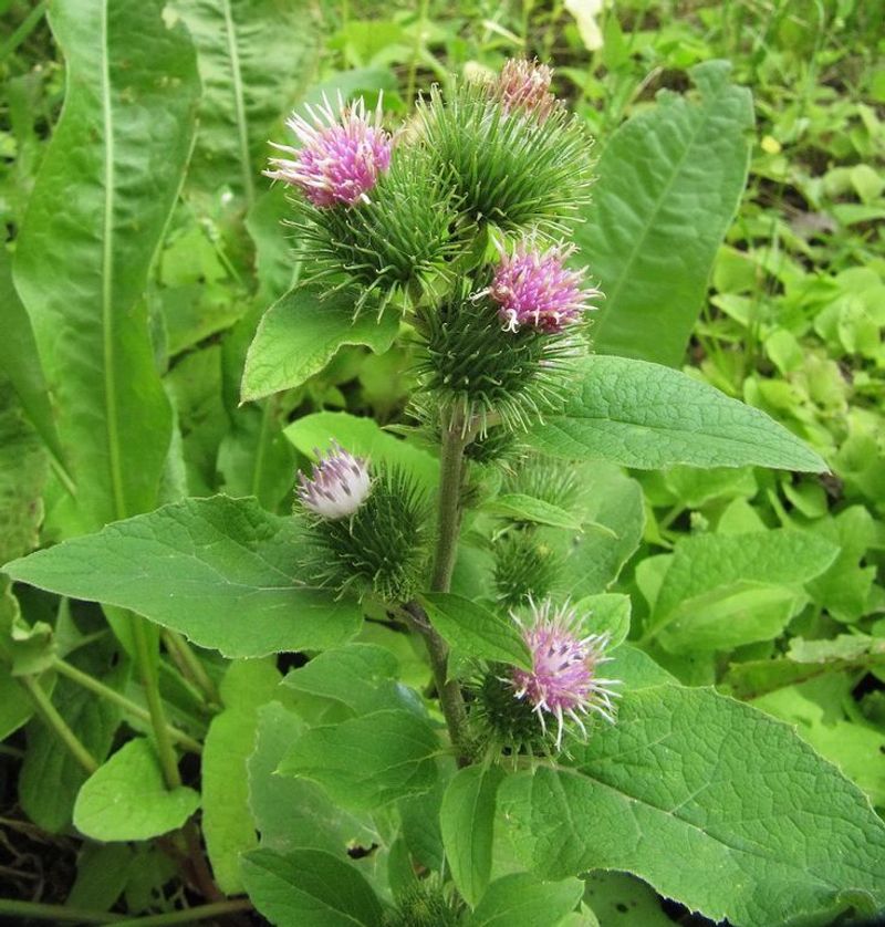 Burdock