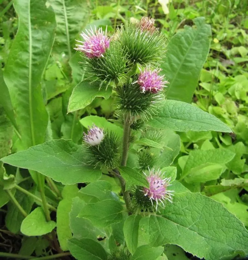 Burdock