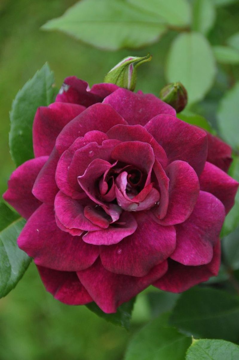 Burgundy Iceberg