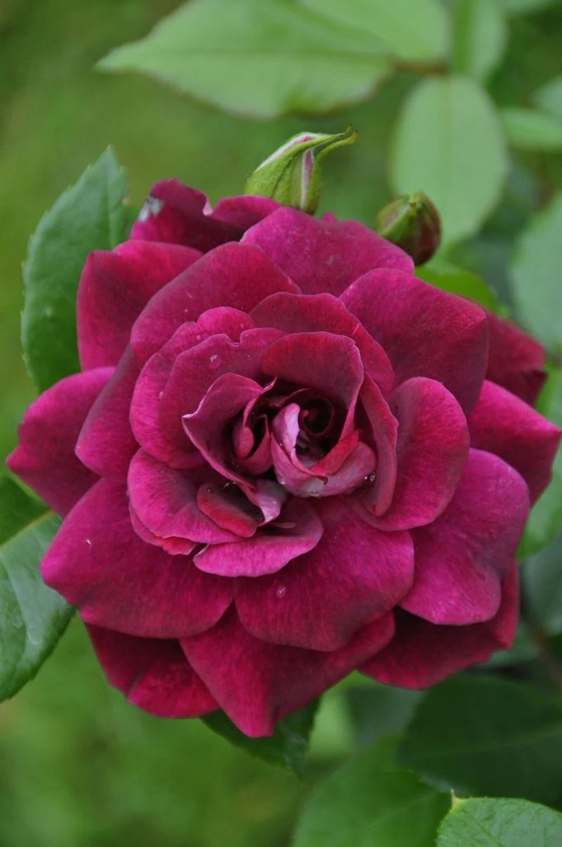 Burgundy Iceberg