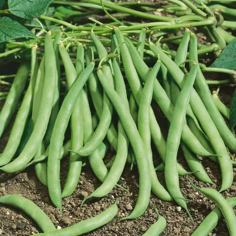Bush Beans