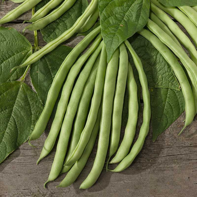 Bush Beans