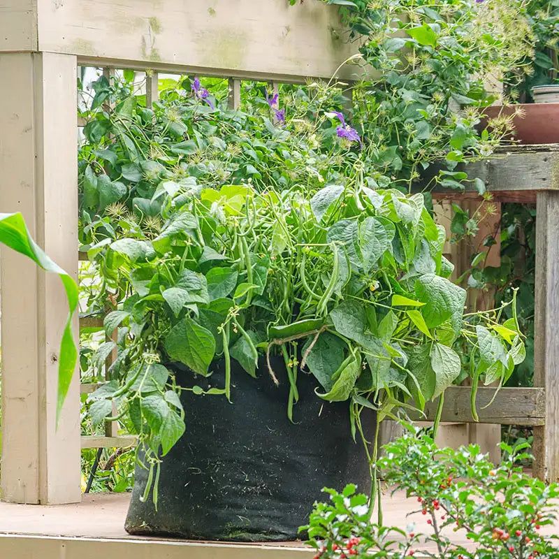 Bush Beans