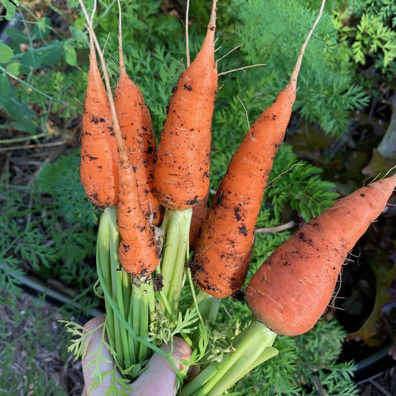 Carrots