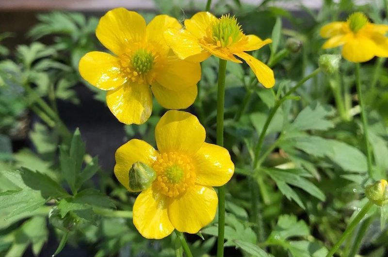 Buttercup