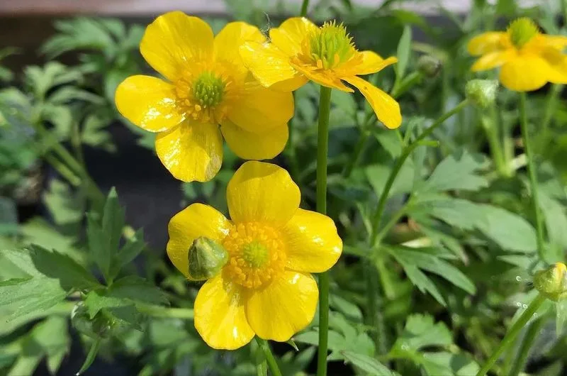 Buttercup