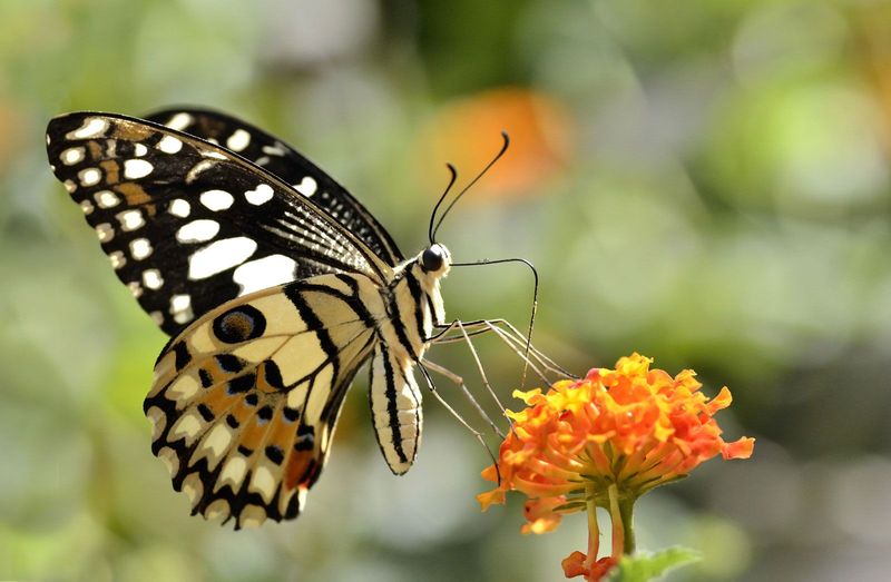 Butterflies