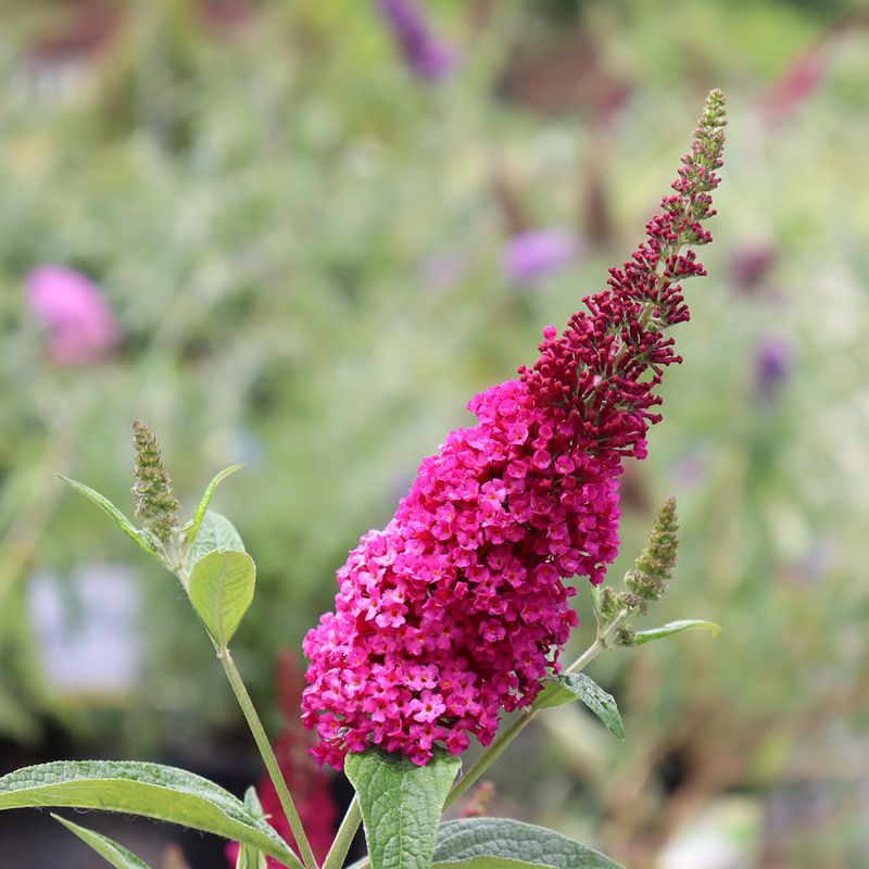 Butterfly Bush